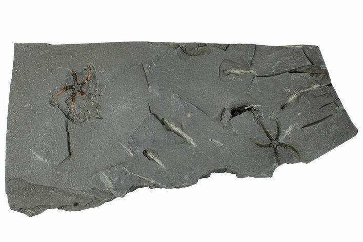 Two Ordovician Brittle Stars (Ophiura) - Morocco #290614